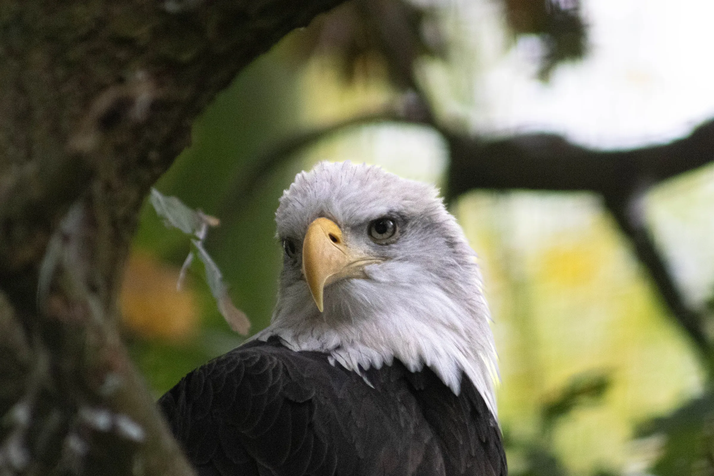 Bald eagle portrait with sharp eye detail against a soft green background