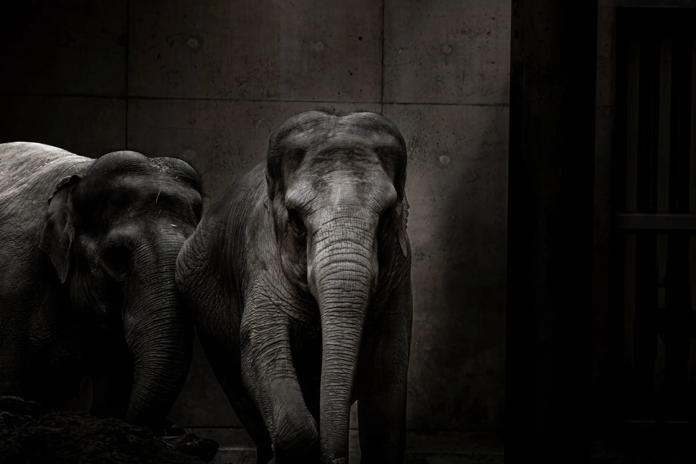 Two Asian elephants facing the camera in dramatic low-key lighting