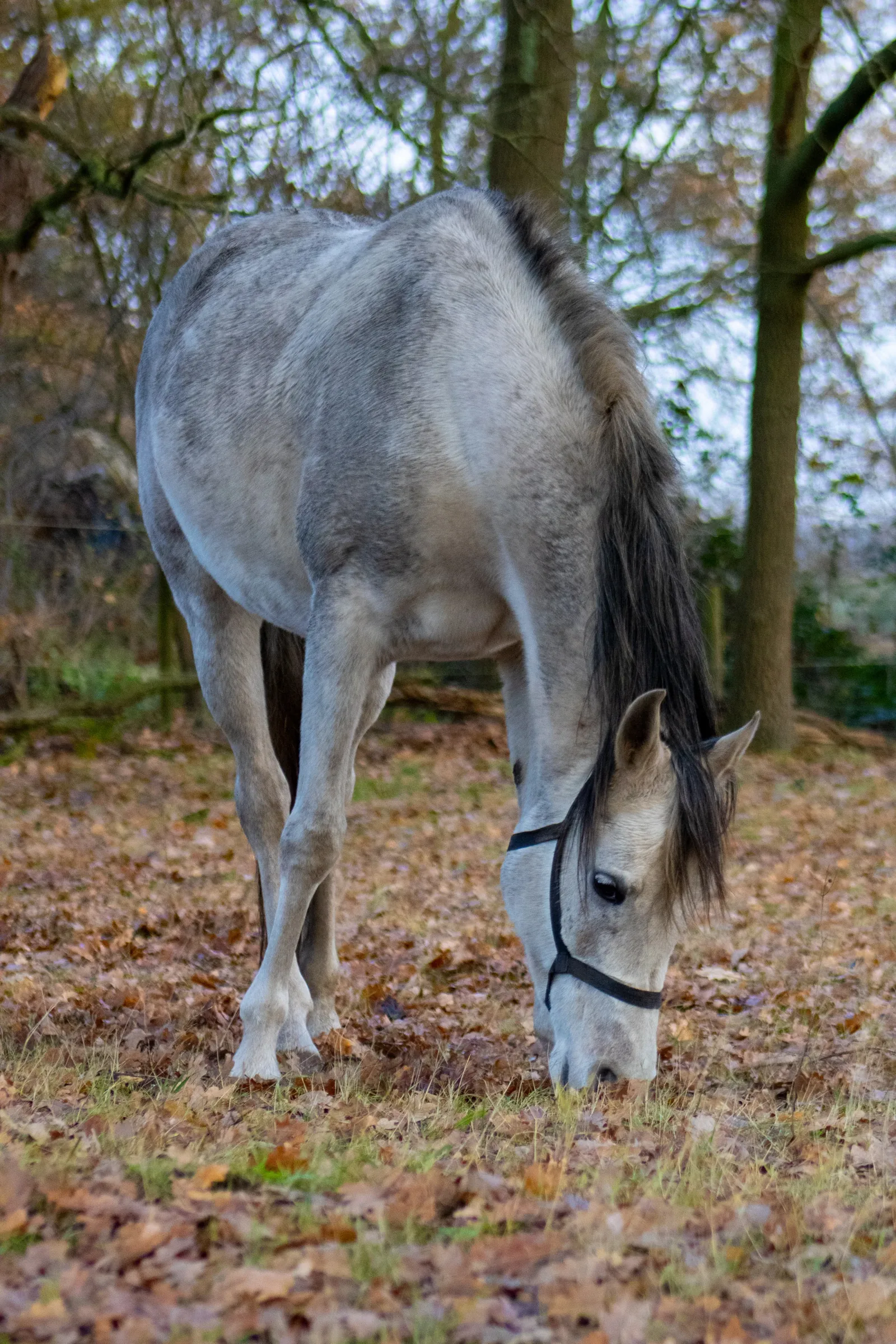 Grey horse grazing in an autumn forest, surrounded by fallen leaves