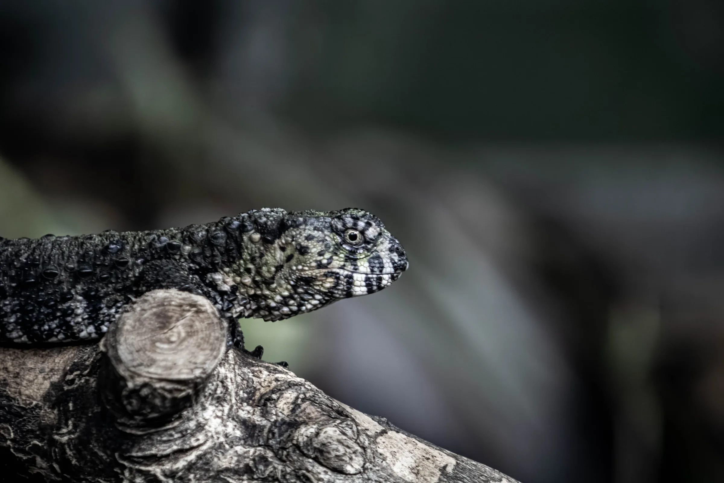 Chinese crocodile lizard perched on a branch, dark moody background with shallow depth of field