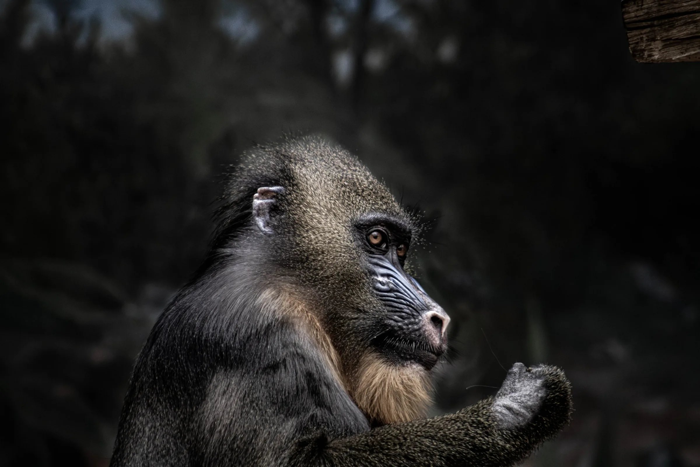 Mandrill in profile, moody dark background