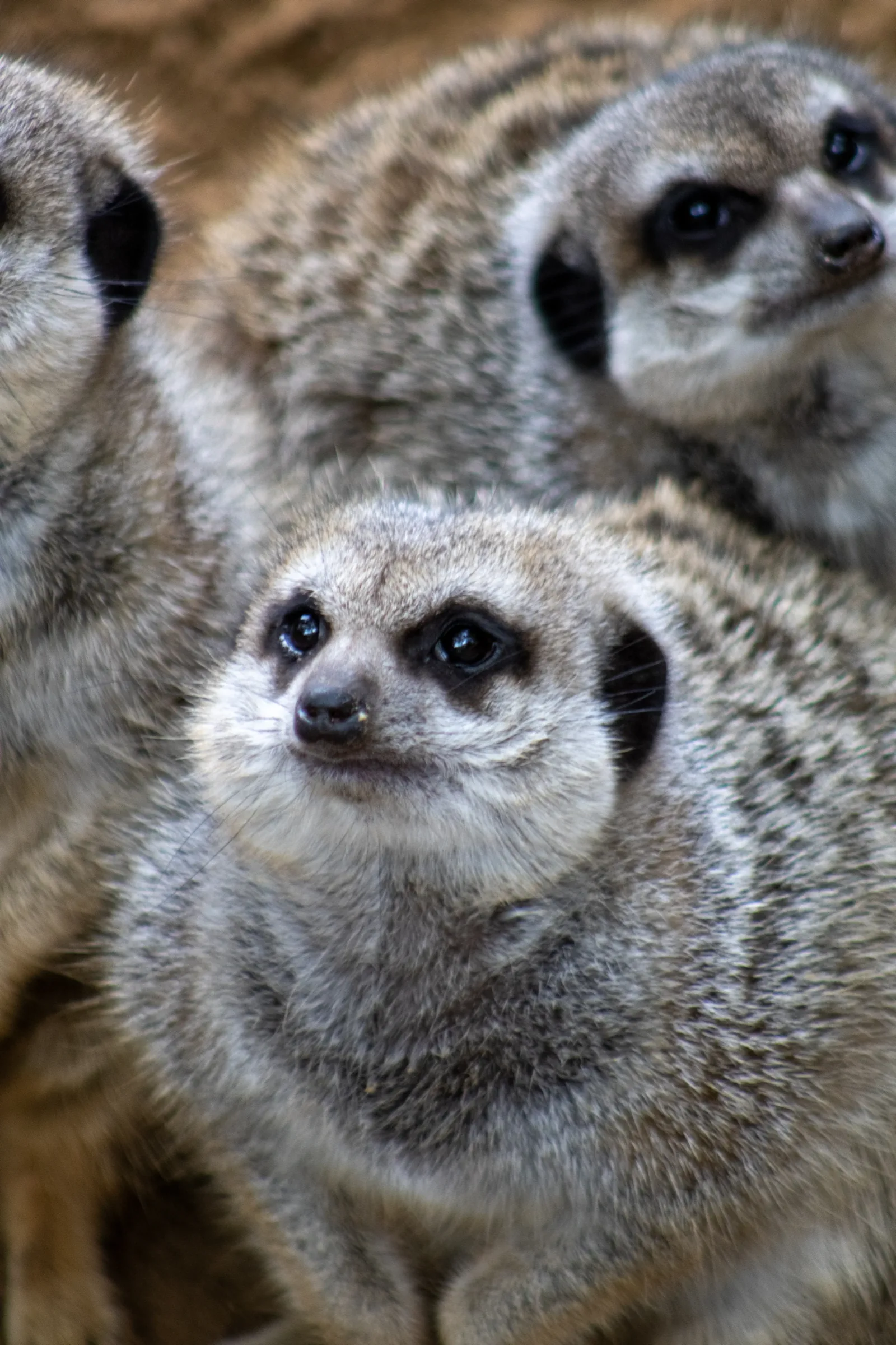 Three meerkats huddled together, the closest looking straight at the camera
