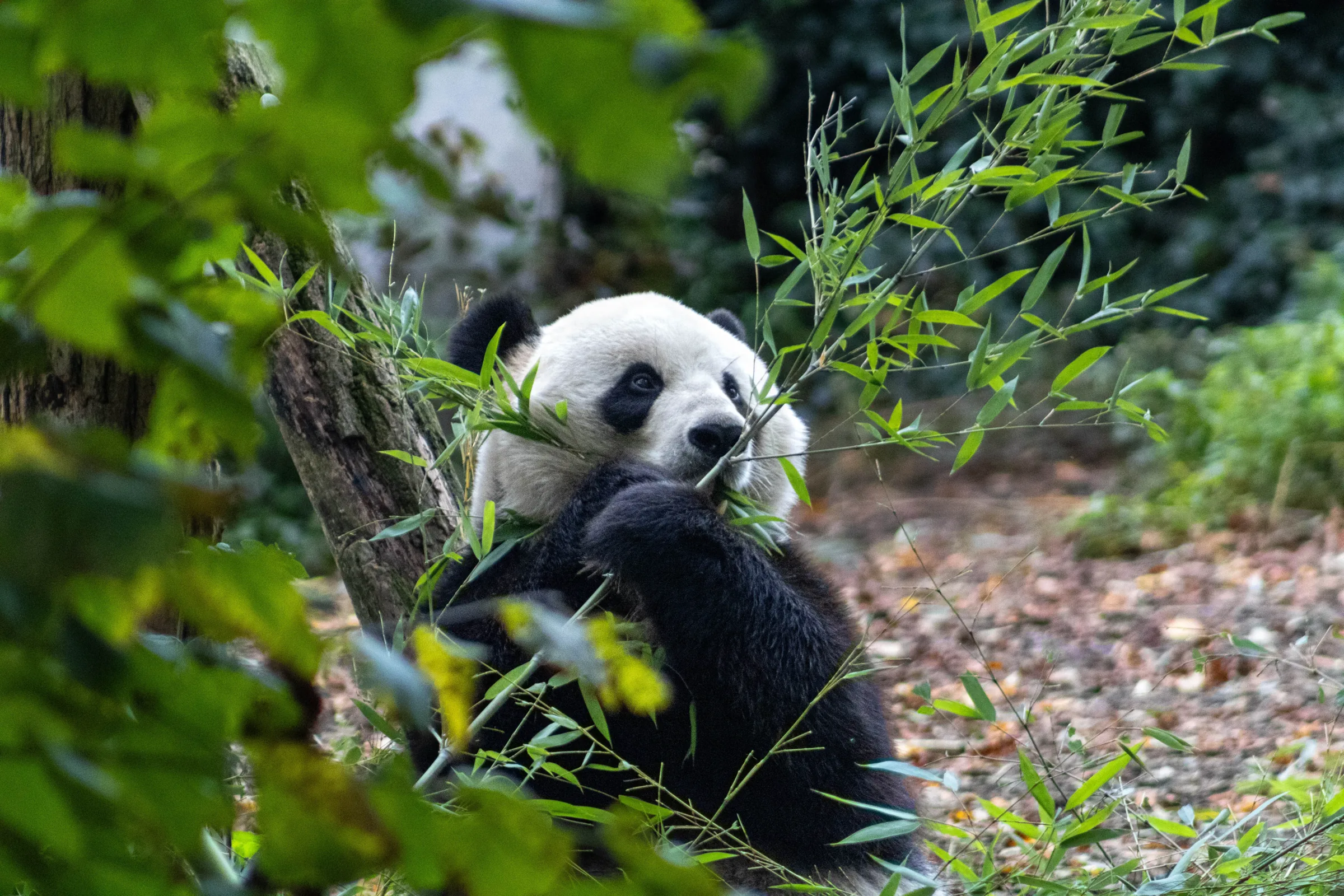 Giant panda eating bamboo, framed by green leaves in a natural enclosure